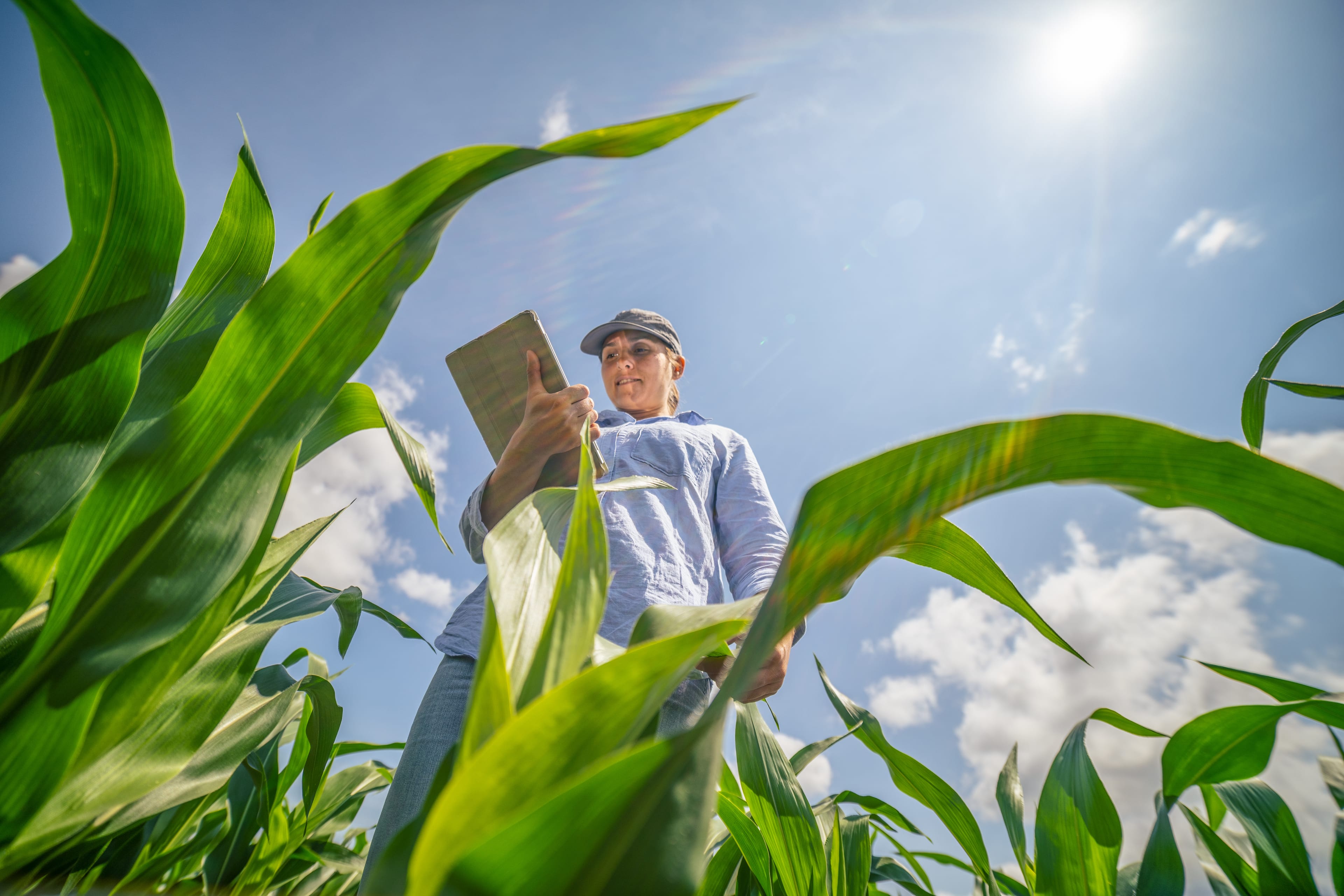 A Confident Business Farmer Woman Examining Harvest in an Organic Farm on a Brightly Lit Day. Agronomist Using Digital Tablet in Agriculture. Convenience in Quality Control. America's heartland.