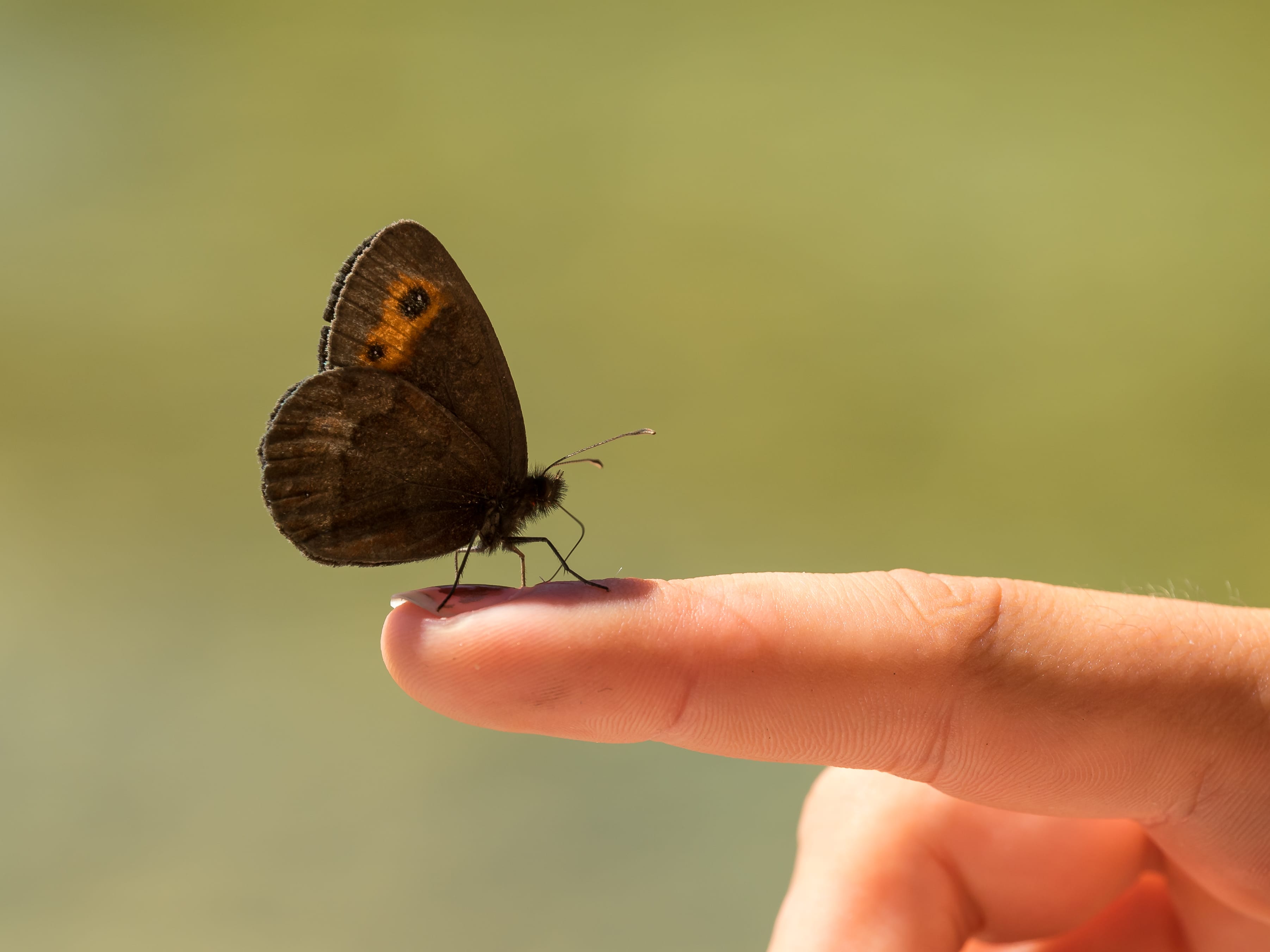 A Scotch Argus (Erebia aethiops) sitting on a finger of a child
